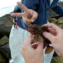 旅先穴釣りアイナメゲット