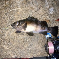 メバルプラッキング