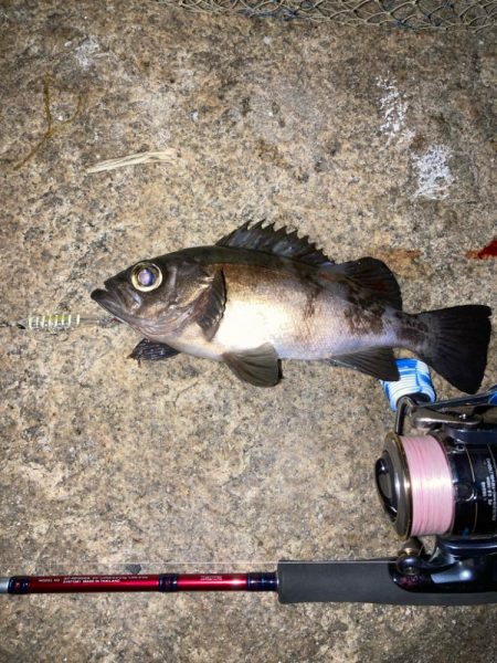 メバルプラッキング