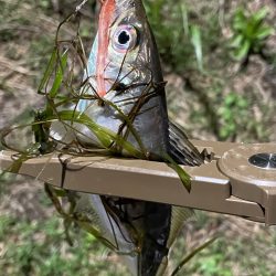 ジグ単de〜アジング♪強風一時微風