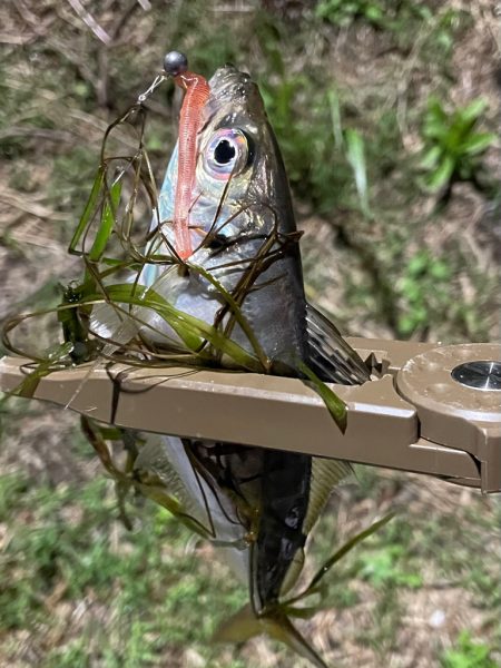 ジグ単de〜アジング♪強風一時微風