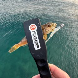 仕事終わってからの🎣