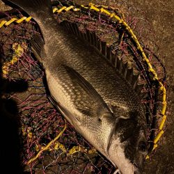 ヘチってきました