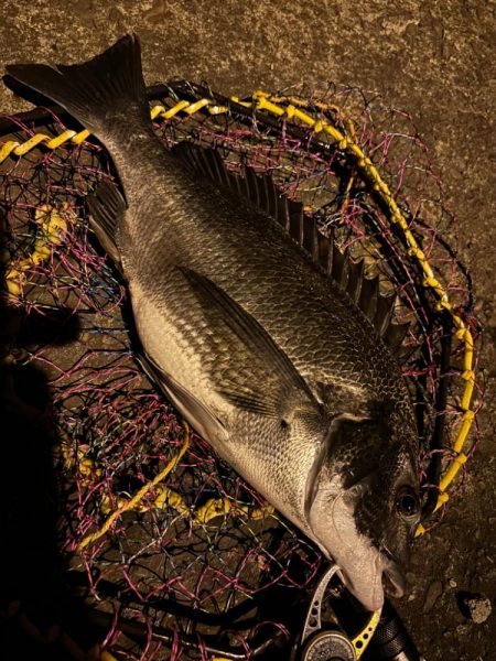 ヘチってきました