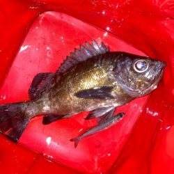 メバルプラッキング