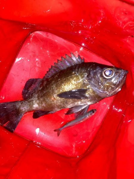 メバルプラッキング