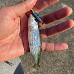 小ハスとの戯れ