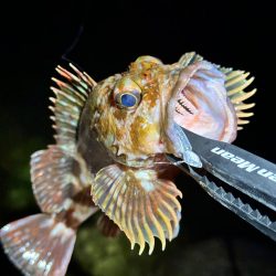 メバルを求めてテトラをランガン