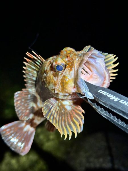 メバルを求めてテトラをランガン