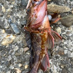 青物はまだみたい