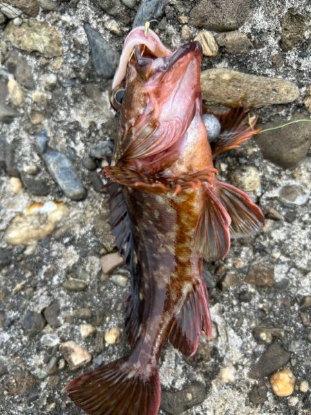 青物はまだみたい