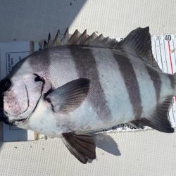 フルコンタクト　チヌ落とし込み　チニング