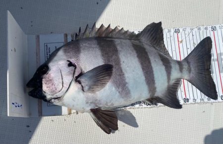 フルコンタクト　チヌ落とし込み　チニング