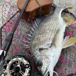 ヘチってきました