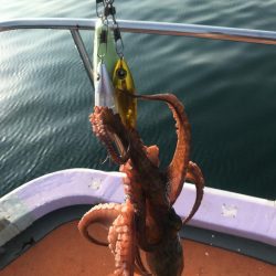 淡路のタコ釣り