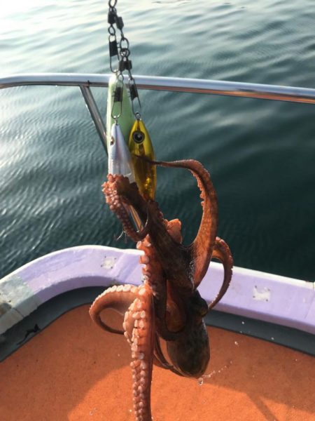 淡路のタコ釣り