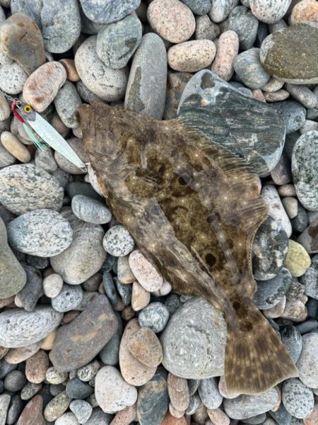 今日も青物狙い