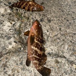 40cmと良型のキジハタ爆釣