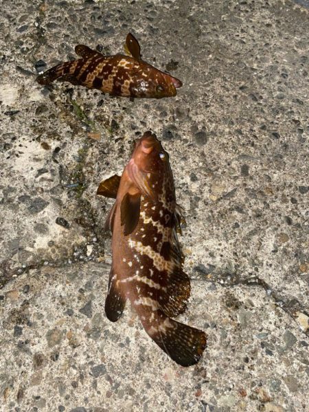 40cmと良型のキジハタ爆釣