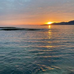 チョット小さめ春イカ