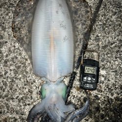 春イカ　自己記録更新！