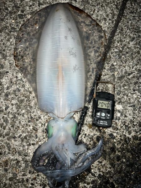 春イカ　自己記録更新！