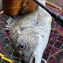 ヘチってきました