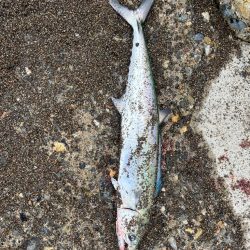 春のサーフ調査