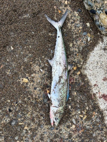 春のサーフ調査