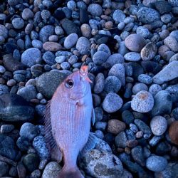 ヒラメ、真鯛等四目達成