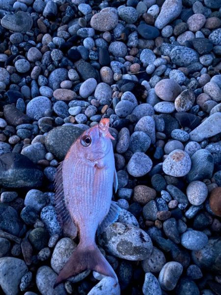 ヒラメ、真鯛等四目達成