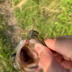 アベレージサイズ