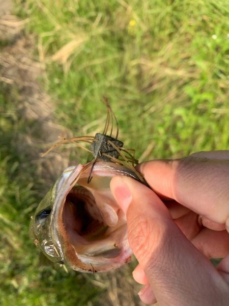 アベレージサイズ