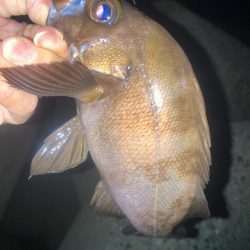 2024ライトゲーム第18戦