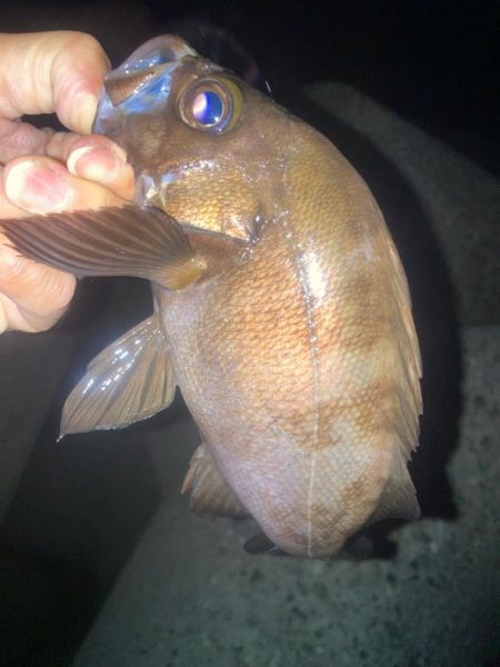 2024ライトゲーム第18戦