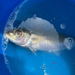 タコとアマダイ釣り