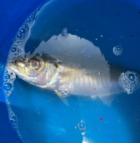 タコとアマダイ釣り