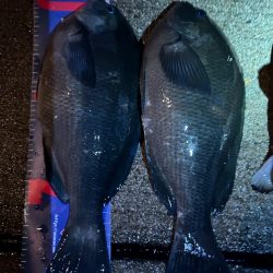 魚津港 夜フカセ