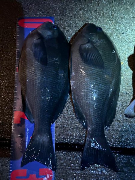 魚津港 夜フカセ