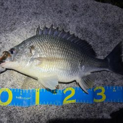 淀川ブリームゲーム