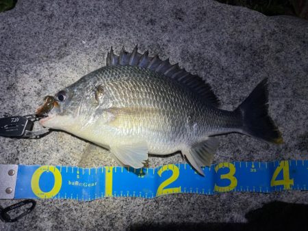 淀川ブリームゲーム