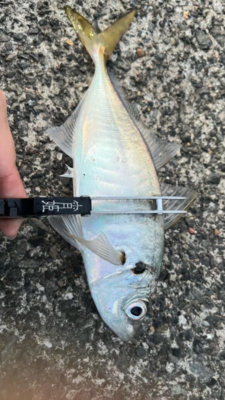 ショア真鯛🙌