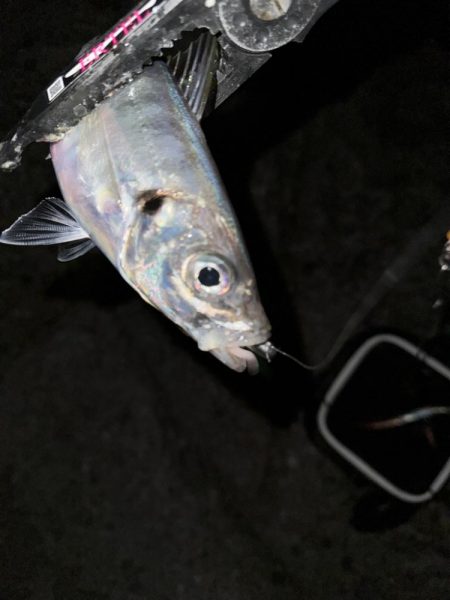 夜磯鯵ing🎣