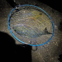 城ヶ島 半夜釣り