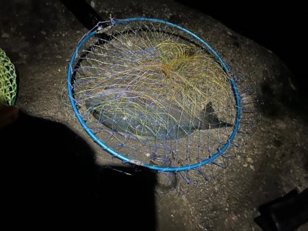 城ヶ島 半夜釣り