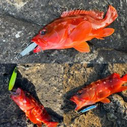 根魚シーズン到来か？
