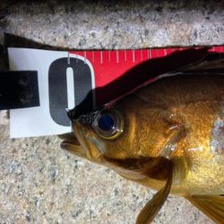 爆風メバリング