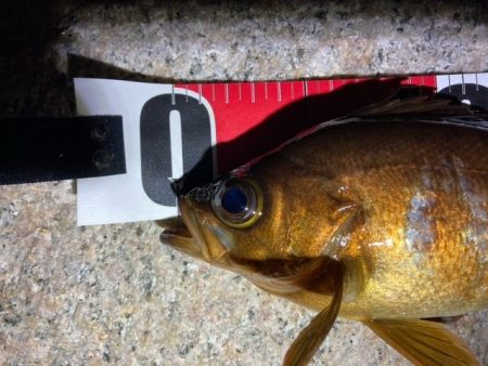 爆風メバリング