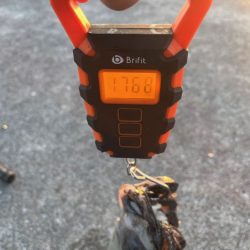 キロアップのデカモンゴウイカ登場!