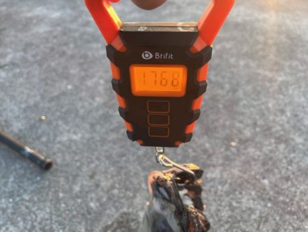 キロアップのデカモンゴウイカ登場!